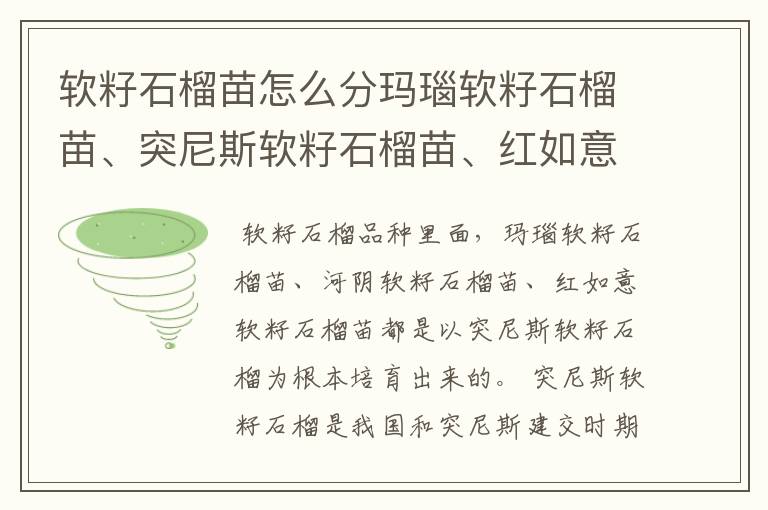 软籽石榴苗怎么分玛瑙软籽石榴苗、突尼斯软籽石榴苗、红如意软籽石榴苗？