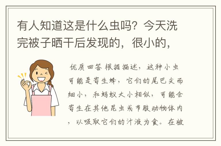 有人知道这是什么虫吗？今天洗完被子晒干后发现的，很小的，和蚂蚁一样大，尾巴尖尖的