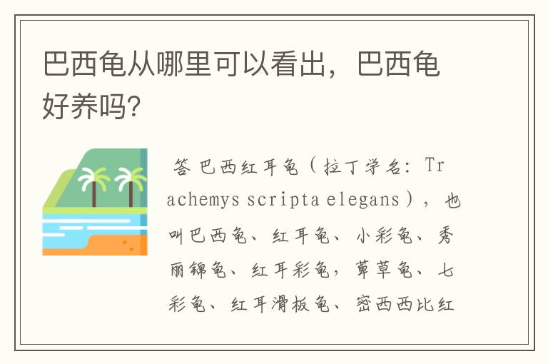 巴西龟从哪里可以看出，巴西龟好养吗？