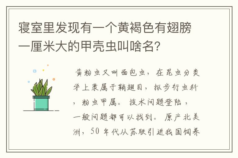 寝室里发现有一个黄褐色有翅膀一厘米大的甲壳虫叫啥名？