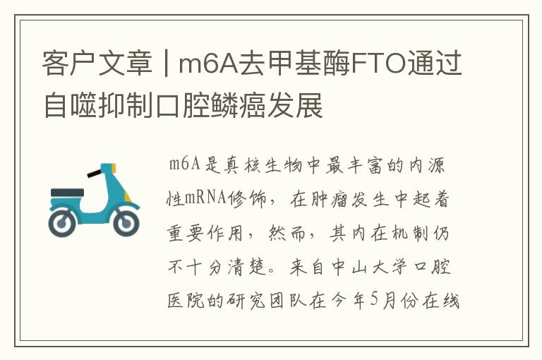 客户文章 | m6A去甲基酶FTO通过自噬抑制口腔鳞癌发展