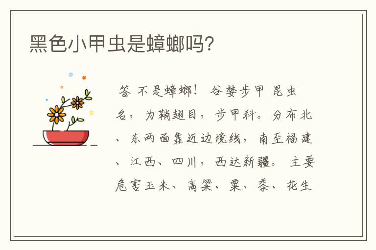 黑色小甲虫是蟑螂吗？