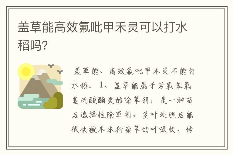 盖草能高效氟吡甲禾灵可以打水稻吗？