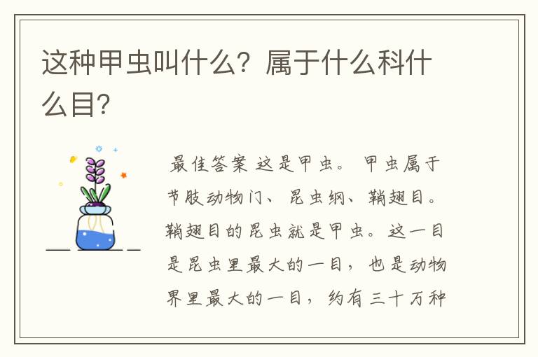 这种甲虫叫什么？属于什么科什么目？