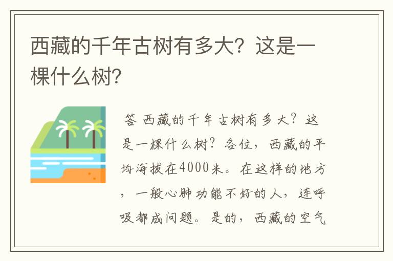 西藏的千年古树有多大？这是一棵什么树？