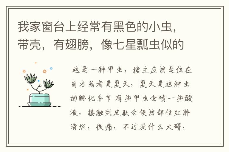 我家窗台上经常有黑色的小虫，带壳，有翅膀，像七星瓢虫似的，喜欢灯光。