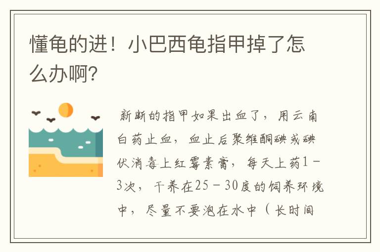 懂龟的进！小巴西龟指甲掉了怎么办啊？