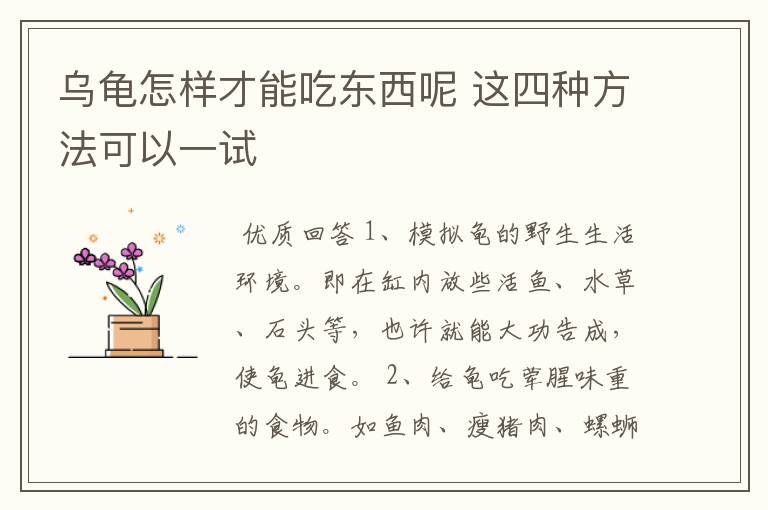 乌龟怎样才能吃东西呢 这四种方法可以一试