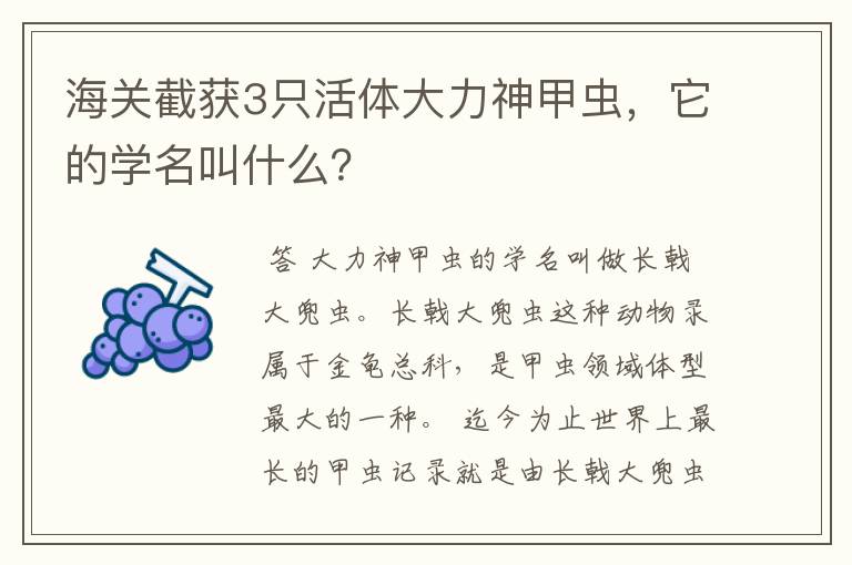 海关截获3只活体大力神甲虫，它的学名叫什么？