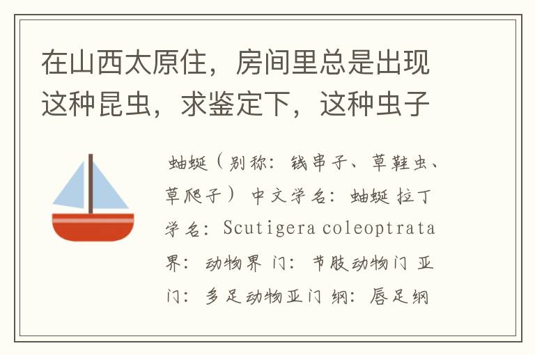 在山西太原住，房间里总是出现这种昆虫，求鉴定下，这种虫子是什么？有没有毒？咬人不？要怎么消灭它们？