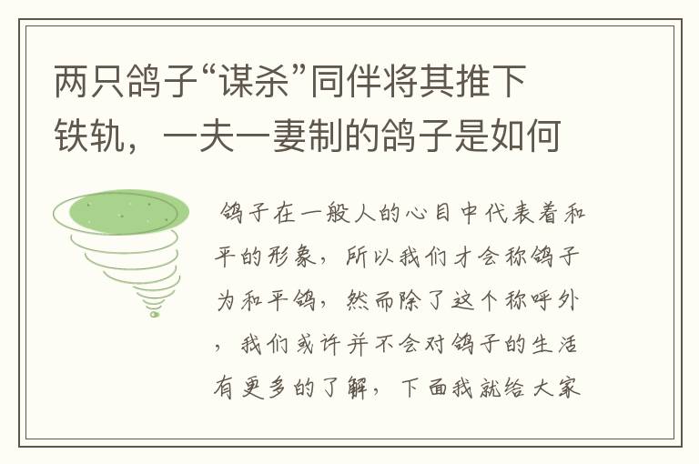 两只鸽子“谋杀”同伴将其推下铁轨，一夫一妻制的鸽子是如何面对困境的？