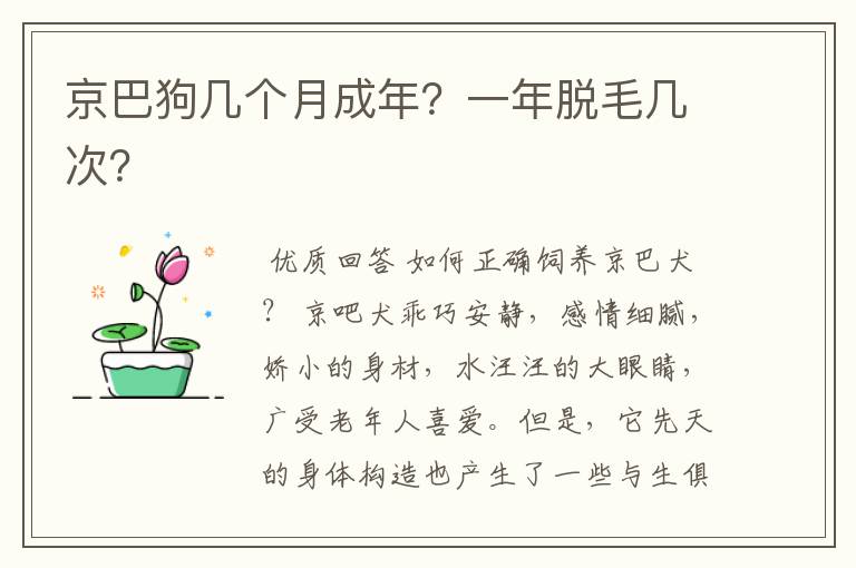 京巴狗几个月成年？一年脱毛几次？